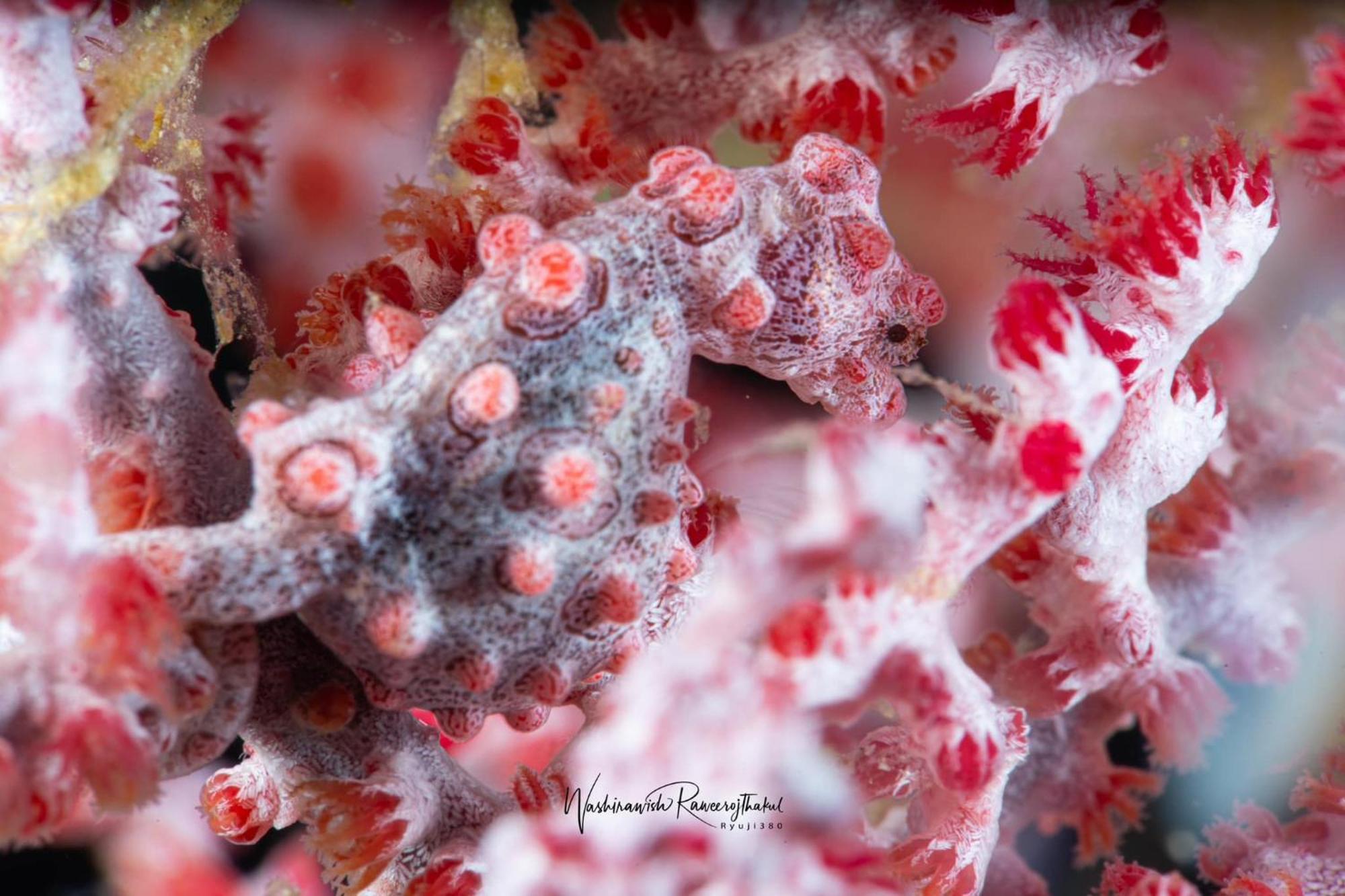Sunset Cove Beach & Dive Resort Romblon Bagian luar foto